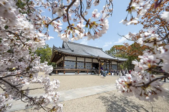 Framed Print : Blooming cherry trees, Kondo main hall of Ninna-ji Temple