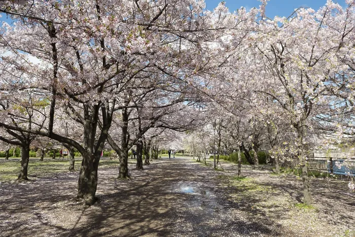 Framed Print : Blooming cherry trees in a park at Osaka Castle Moat