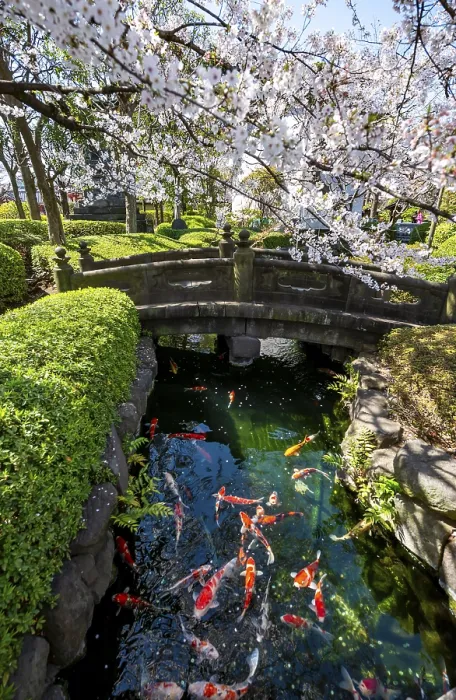 Framed Print : Blooming cherry trees and pond with koi carp Framed Print : Blooming cherry trees and pond with koi carp