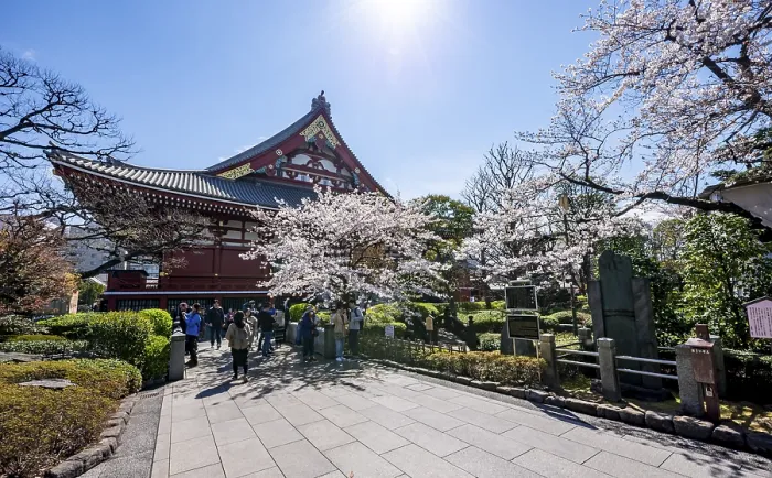 Framed Print : Blooming cherry trees and red-gold roof gable of a temple building
