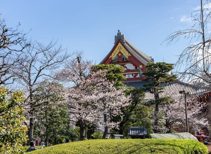 Framed Print : Blooming cherry trees and red-gold roof gable of a temple building