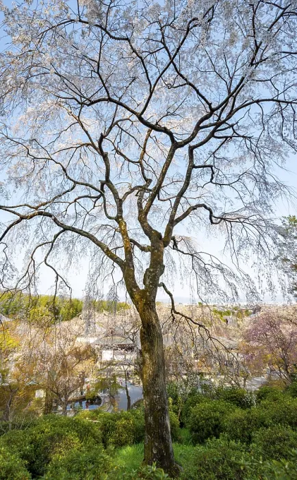 Framed Print : Blooming cherry trees Sogenchi Teien Japanese Garden Framed Print : Blooming cherry trees Sogenchi Teien Japanese Garden