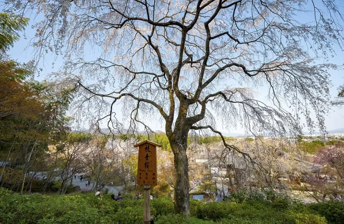 Framed Print : Blooming cherry trees Sogenchi Teien Japanese Garden