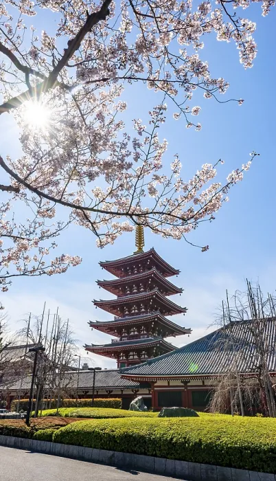 Framed Print : Blooming cherry trees with sun star