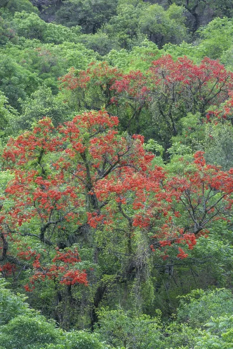 Framed Print : Blooming Cockspur Coral Tree (Erythrina crista-galli)