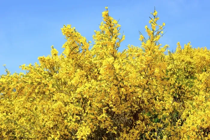 Framed Print : Blooming Common broom (Cytisus scoparius)