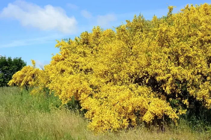 Framed Print : Blooming Common broom (Cytisus scoparius)