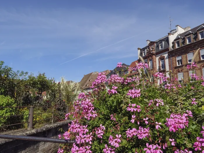 Framed Print : Blooming flowers against a backdrop of half-timbered houses and green foliage under a blue sky Framed Print : Blooming flowers against a backdrop of half-timbered houses and green foliage under a blue sky