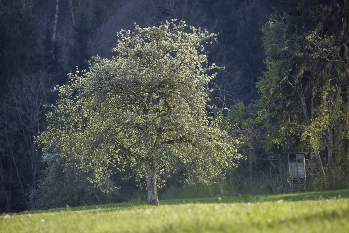 Framed Print : A blooming fruit tree stands in a meadow with a raised stand at the edge of the forest in soft light Framed Print : A blooming fruit tree stands in a meadow with a raised stand at the edge of the forest in soft light
