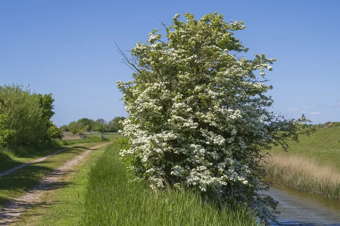 Framed Print : Blooming hawthorn (Crataegus) at the Siel