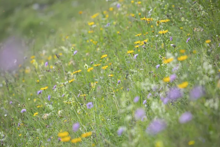 Framed Print : Blooming herb meadow on the alpine pasture in the Bavarian Alps