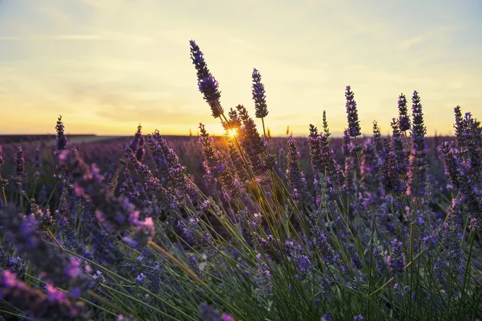 Framed Print : Blooming lavender field (Lavandula angustifolia) Framed Print : Blooming lavender field (Lavandula angustifolia)