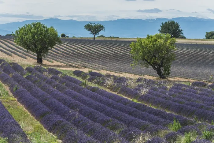 Framed Print : Blooming lavender field, Plateau de Valensole in Valensole