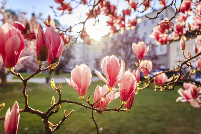 Framed Print : Blooming magnolia tree in spring