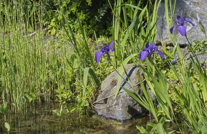 Framed Print : Blooming marsh iris (Iris pseudacorus) at a pond Framed Print : Blooming marsh iris (Iris pseudacorus) at a pond
