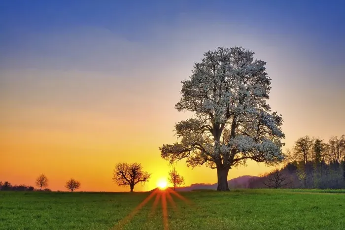 Framed Print : Blooming pear tree (Pyrus) at sunrise