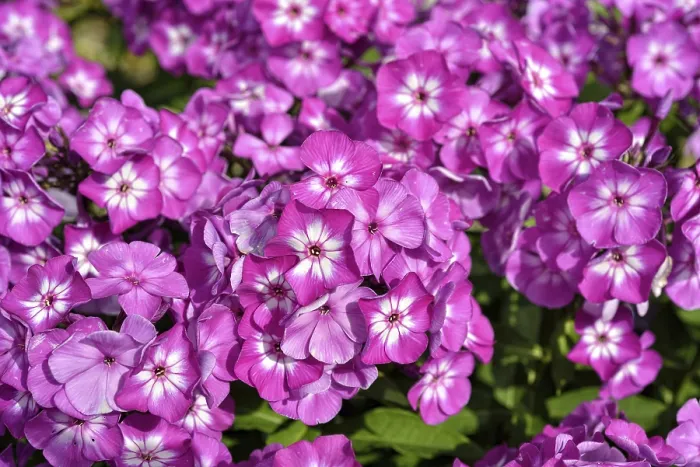 Framed Print : Blooming phlox in the garden