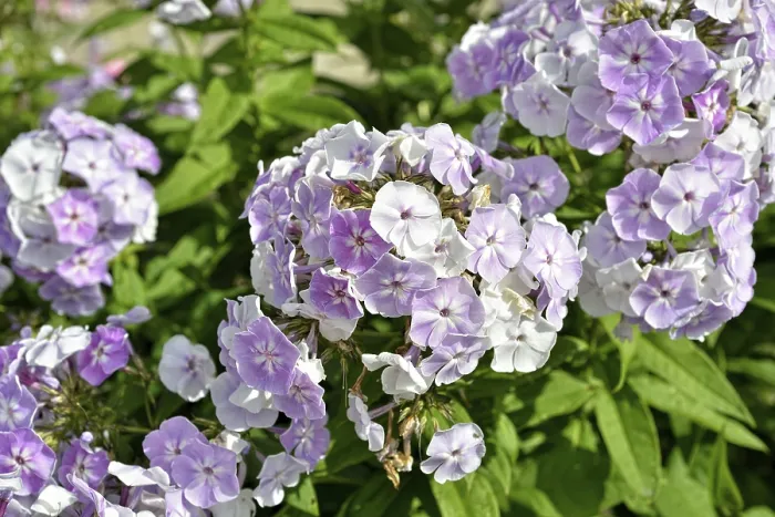 Framed Print : Blooming phlox in the garden Framed Print : Blooming phlox in the garden