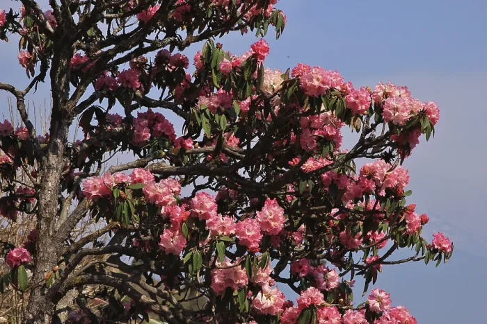 Framed Print : Blooming pink Rhododendron