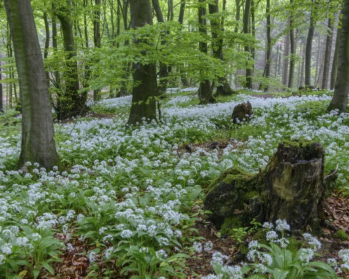 Framed Print : Blooming Ramsons ( Allium ursinum) in beech forest
