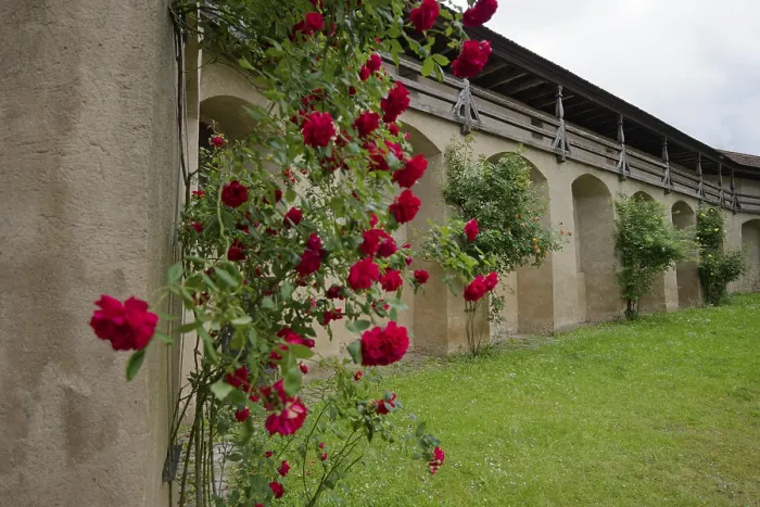 Framed Print : Blooming roses in the courtyard of Comburg Castle