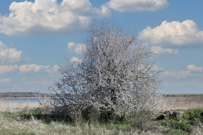 Framed Print : Blooming sloe bush (Prunus spinosa) on a field edge