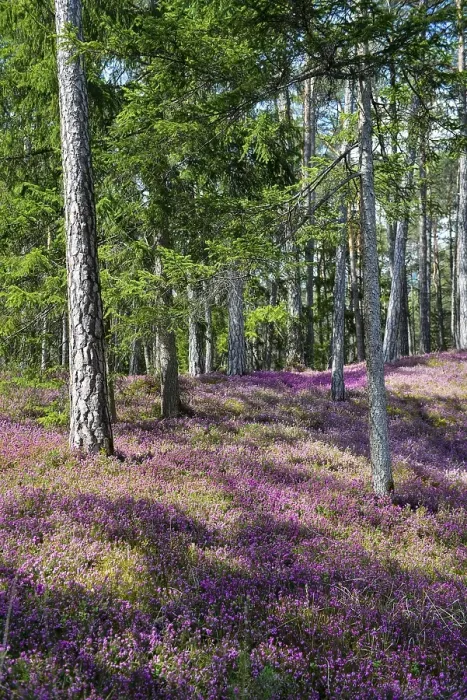 Framed Print : Blooming spring heaths (Erica carnea) in a forest