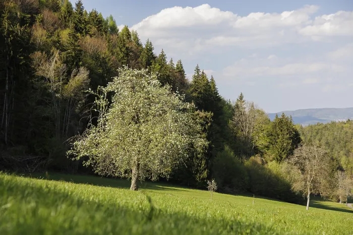 Framed Print : A blooming tree on a green meadow in front of a thick forest under a blue sky with scattered clouds
