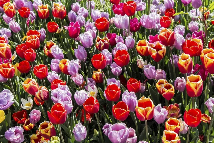 Framed Print : Blooming tulips flowers in as floral plant background