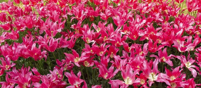 Framed Print : Blooming tulips flowers in as floral plant background