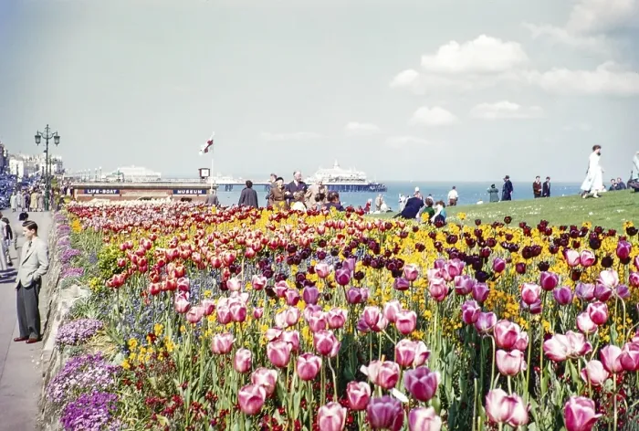 Framed Print : Blooming tulips in the garden on the seafront, Eastbourne, East Sussex, England, UK 1956 View of the pier Framed Print : Blooming tulips in the garden on the seafront, Eastbourne, East Sussex, England, UK 1956 View of the pier