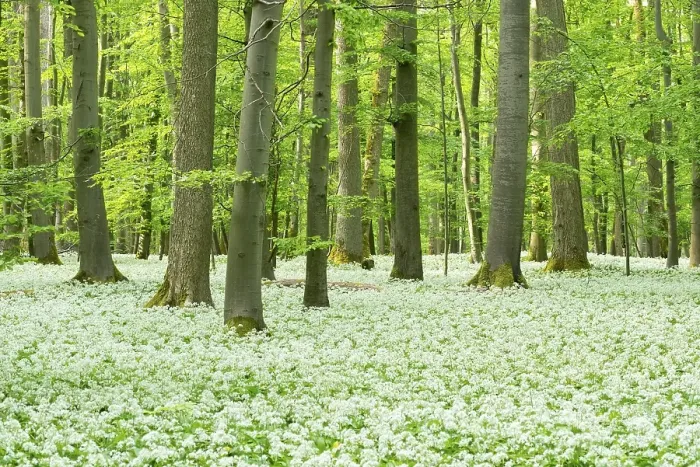 Framed Print : Blooming wild garlic (Allium ursinum) in deciduous forest