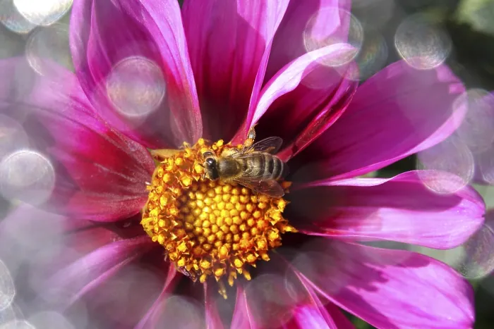 Framed Print : Blossom with bee and beautiful bokeh Framed Print : Blossom with bee and beautiful bokeh