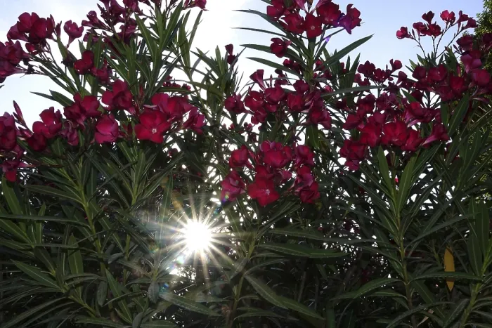 Framed Print : Blossom of the oleander, summer sun, July, Germany