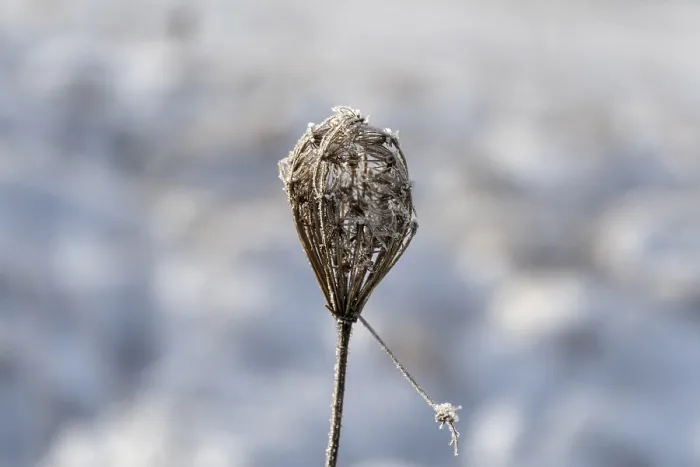 Framed Print : Blossom of a wild carrot (Daucus carota subsp) Framed Print : Blossom of a wild carrot (Daucus carota subsp)