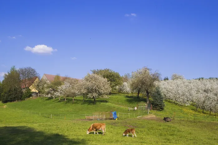 Framed Print : Blossoming apple orchards, cows in a pasture