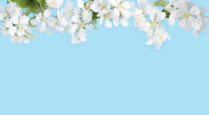 Framed Print : Blossoming apple tree branches on blue background