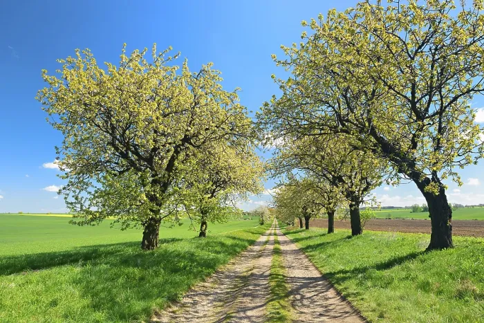 Framed Print : Blossoming cherry trees on a country lane