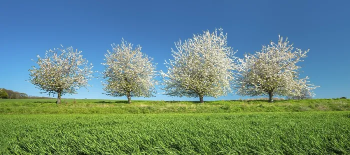 Framed Print : Blossoming cherry trees on a field