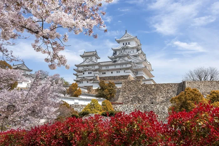 Framed Print : Blossoming cherry trees, Japanese cherry blossom