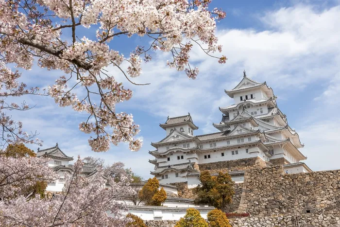 Framed Print : Blossoming cherry trees, Japanese cherry blossom Framed Print : Blossoming cherry trees, Japanese cherry blossom