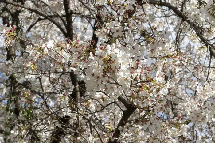 Framed Print : Blossoming cherry trees, sakura