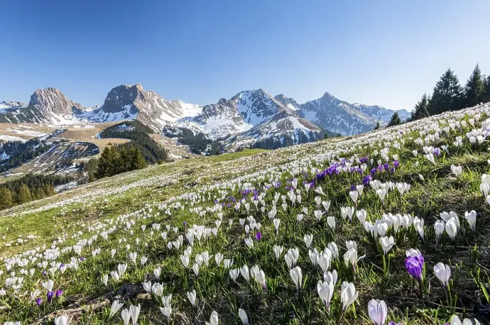 Framed Print : Blossoming crocus meadow near Gurnigelpass