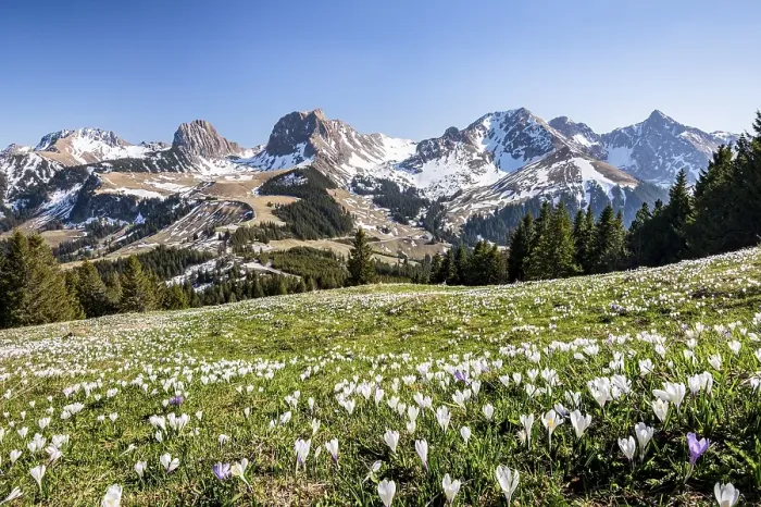 Framed Print : Blossoming crocus meadow near Gurnigelpass
