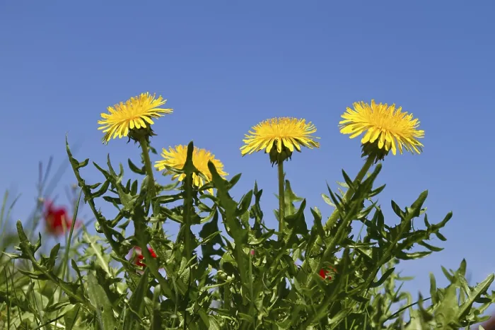 Framed Print : Blossoming Dandelion (Taraxacum officinale)