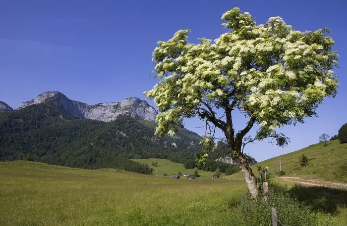 Framed Print : Blossoming elder bush on the Eisenaualm with Schafberg