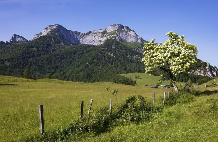 Framed Print : Blossoming elder bush on the Eisenaualm with Schafberg Framed Print : Blossoming elder bush on the Eisenaualm with Schafberg