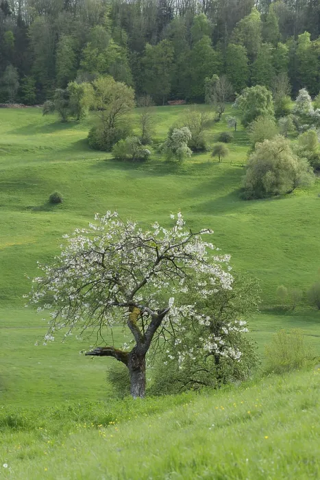 Framed Print : Blossoming fruit tree in the Swabian-Franconian Forest nature park Park