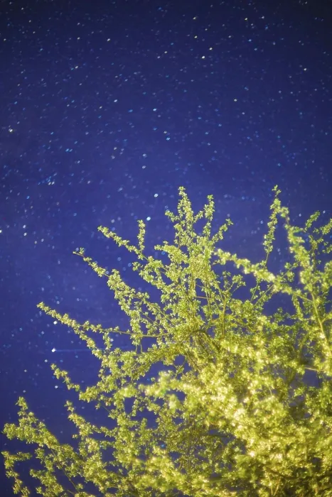 Framed Print : Blossoming tree under a starry night sky with a deep blue backdrop Framed Print : Blossoming tree under a starry night sky with a deep blue backdrop