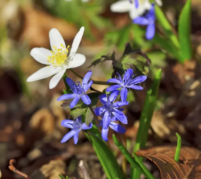 Framed Print : Blossoms anemone (Anemone nemorosa) and bluestem (Scilla bifoliata) detail view on forest floor